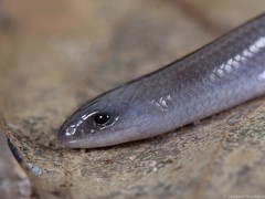 Scelotes fitzsimonsi