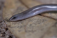 Scelotes fitzsimonsi