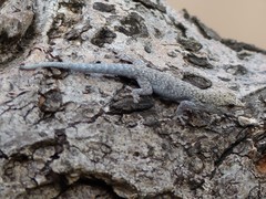 Lygodactylus chobiensis