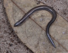 Scelotes fitzsimonsi