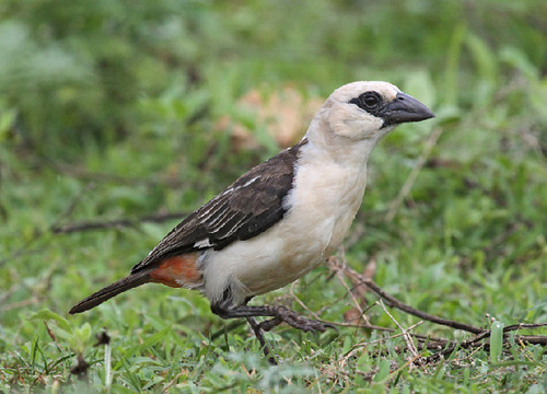 White-headed Buffalo-Weaver