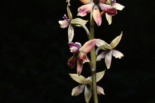 Prosthechea hartwegii, photograph 6