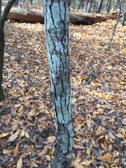 Crataegus berberifolia