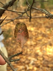 Crataegus berberifolia
