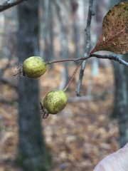 Crataegus berberifolia