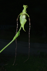 Phragmipedium caudatum, photograph (c) Jhon A. Yuca-Palomino, some rights reserved (CC BY)