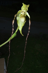 Phragmipedium caudatum, photograph (c) Jhon A. Yuca-Palomino, some rights reserved (CC BY)