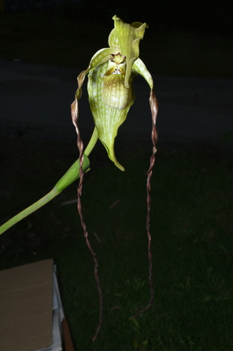 Phragmipedium caudatum, photograph 6