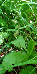 Epipactis papillosa