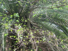 Ficus luschnathiana