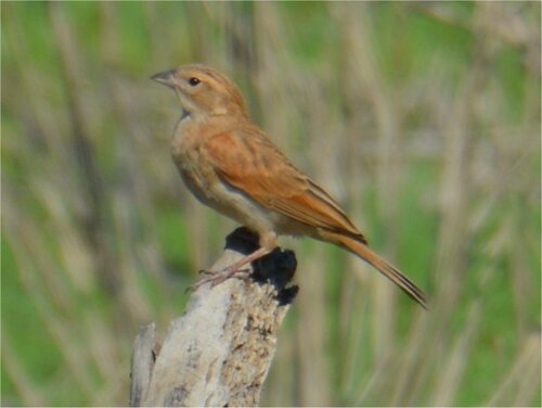 Lark-like Bunting