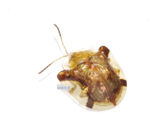 Cassida rati