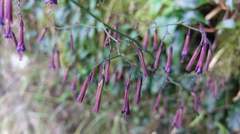 Notoseris melanantha