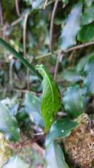 Notoseris melanantha