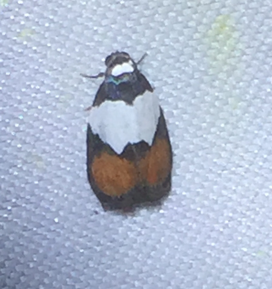 Neoscaptia
