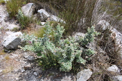 Podalyria hirsuta