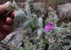 Podalyria hirsuta