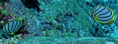 Chaetodon meyeri