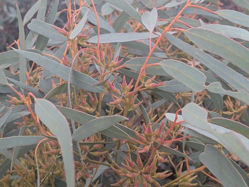Yalata Mallee (Eucalyptus yalatensis)