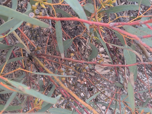 Eucalyptus yalatensis, photograph 1