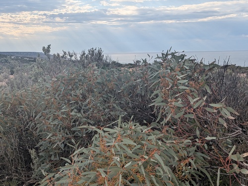 Eucalyptus yalatensis, photograph 2
