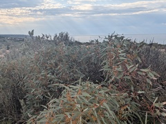 Eucalyptus yalatensis, photograph (c) Hugo Innes, some rights reserved (CC BY)