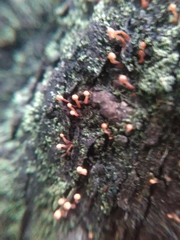 Nectria pseudotrichia