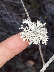 Ramalina inflata