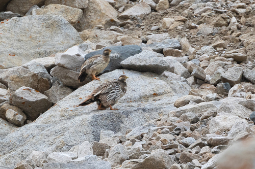 Tibetan Snowcock (Tetraogallus tibetanus), photo 3