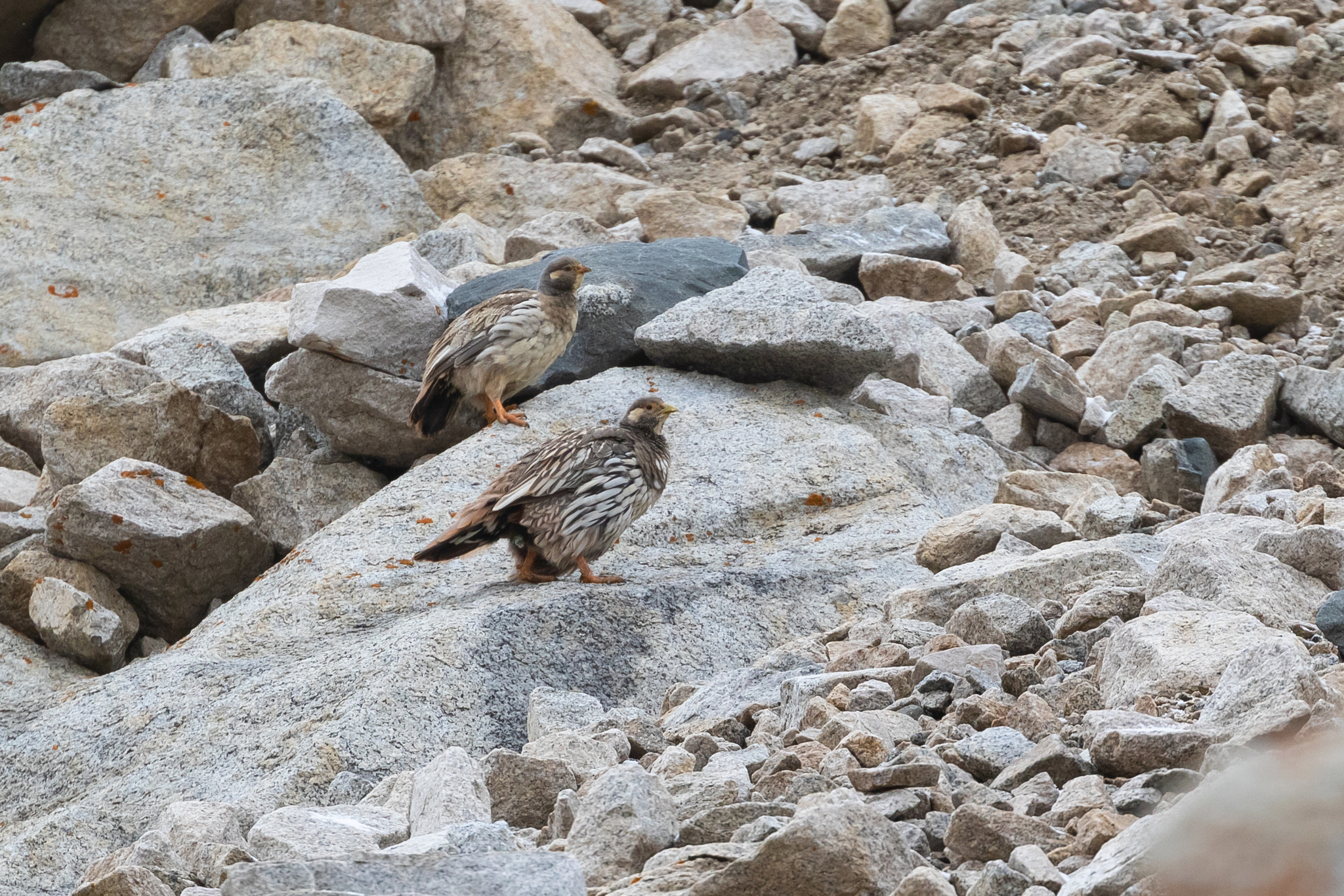 Tibetan Snowcock (Tetraogallus tibetanus), photo 5