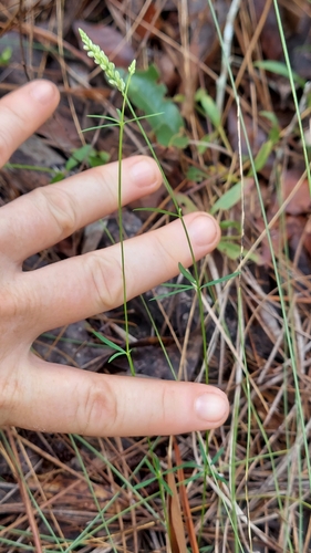 Georgia milkwort (Senega leptostachys)