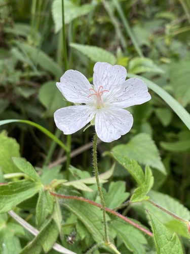 Geranium hernandesii