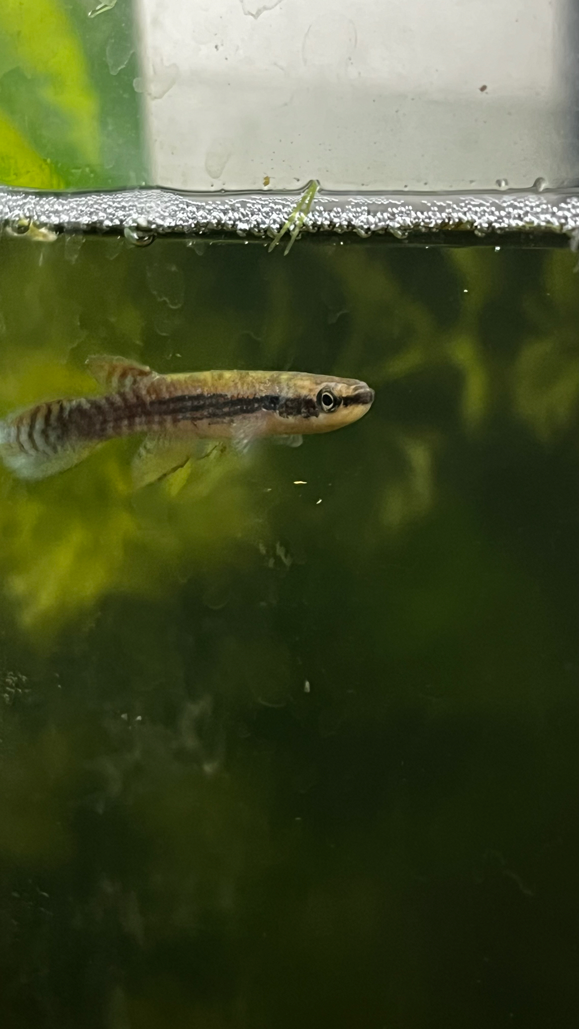 Laimosemion strigatum