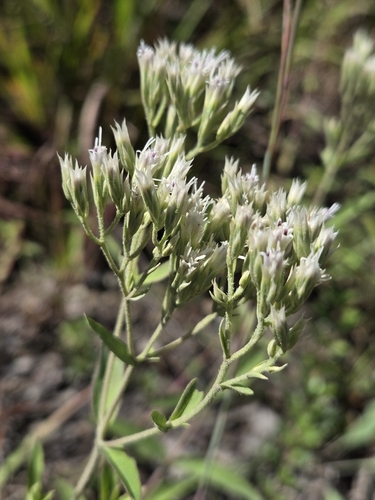 veined thoroughwort (Eupatorium subvenosum)