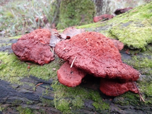 Pycnoporellus fulgens