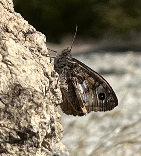 Eastern Rock Grayling