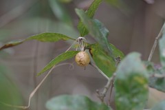 Disholcaspis quercusomnivora