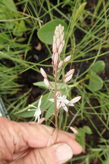 Trachyandra asperata