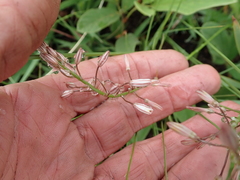 Trachyandra asperata