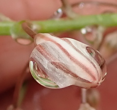 Trachyandra asperata