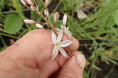 Trachyandra asperata