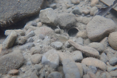 Rhinogobius rubromaculatus