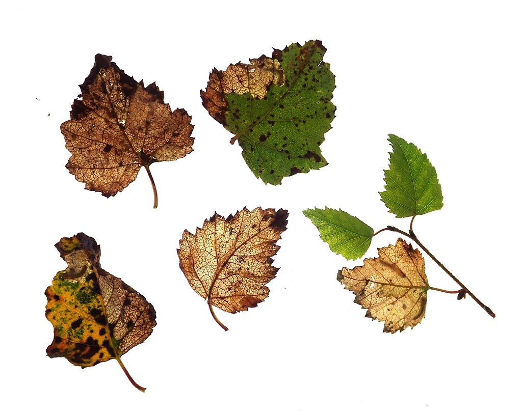 Curved Birch Mining Sawfly
