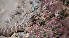 Alashan Pitviper photo 3