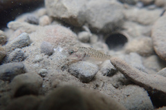 Rhinogobius rubromaculatus