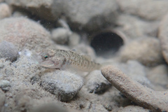 Rhinogobius rubromaculatus