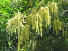 Ledenbergia peruviana