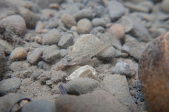Rhinogobius rubromaculatus