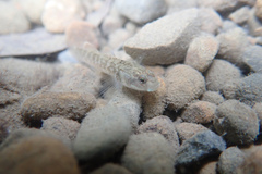Rhinogobius rubromaculatus