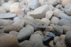 Rhinogobius rubromaculatus